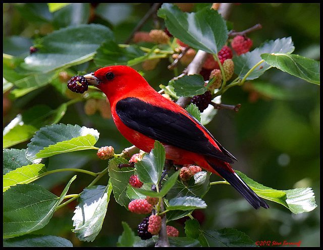_2SB0260 scarlet tanager with mulberry.jpg